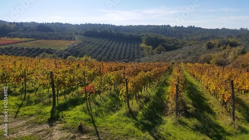 Vigna in autunno