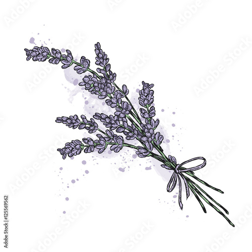 Bouquet of lavender. Vector illustration.
