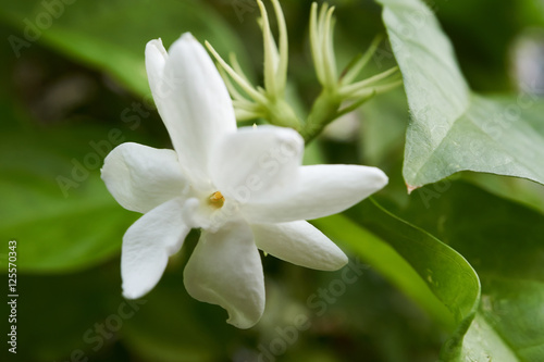 a macro shot of white jasmine