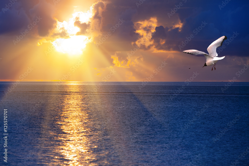 Bright sunset over the sea and the flying seagull