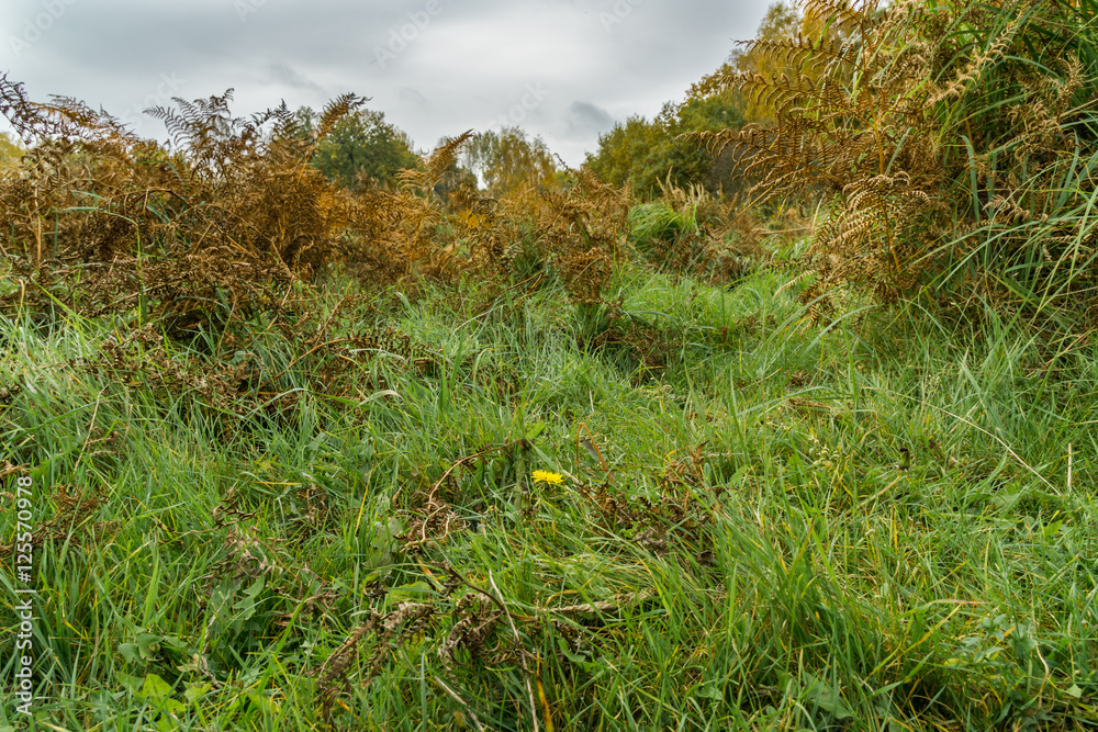 Meadow in a forest during autumn Meadow in a forest during autumn