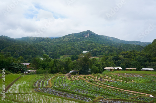 a rice crops in the mountains area of Thailand