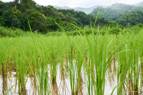 a rices plant in the crop, at the mountains area of Thailand
