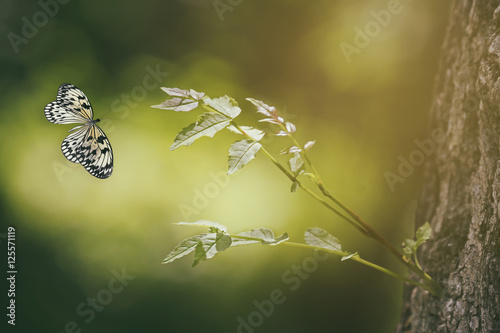 Beautiful butterfly and green leaves, closeup. Nature concept.