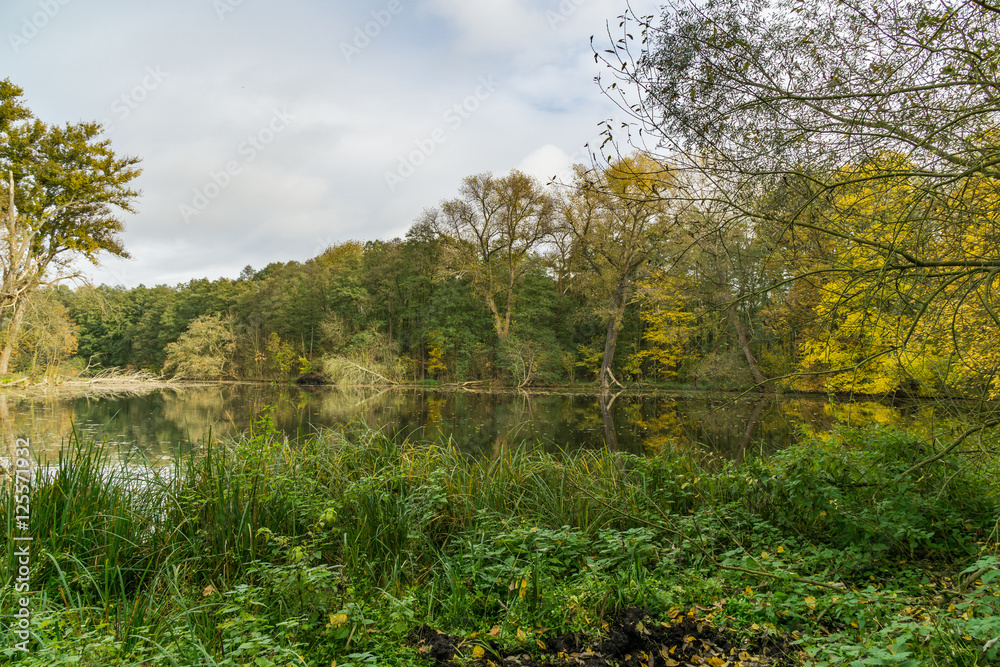 lake in the forest in autumn lake in the forest in autumn