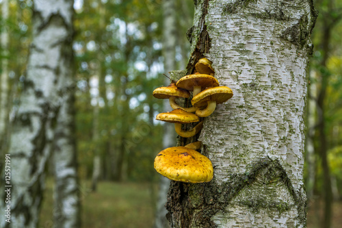 Wild mushroom growing in the forest