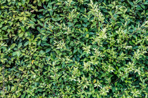 Green leaves wall