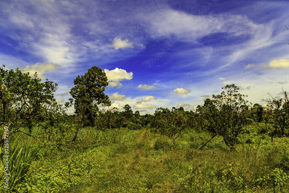 Fototapeta premium Plantation Katwijk in Surinam