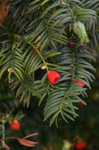 Fototapeta Naklejka Na Ścianę i Meble -   Tasso (Taxus baccata)  ramo con bacche rosse
