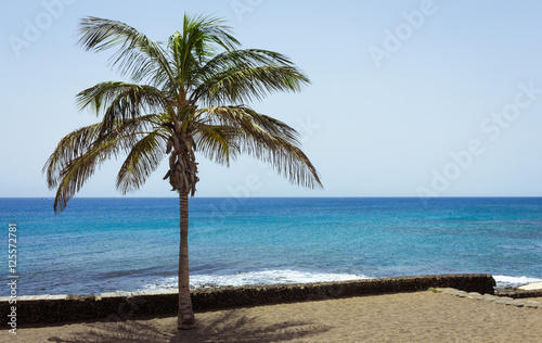 Fototapeta Naklejka Na Ścianę i Meble -  palm tree on the beach - copy space for text background