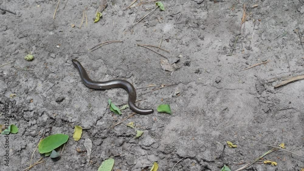 Small short grass snake on the ground in forest Small short grass snake on the ground in forest