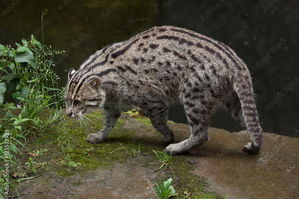 Fishing cat (Prionailurus viverrinus). Fishing cat (Prionailurus viverrinus).