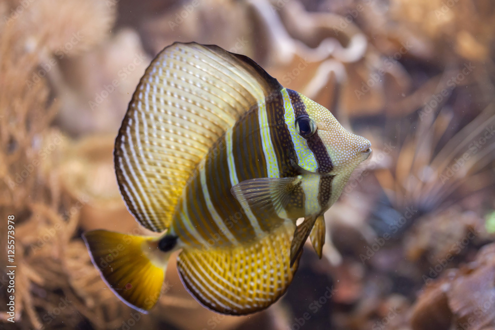 Fototapeta premium Sailfin tang (Zebrasoma veliferum).