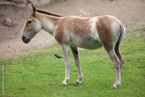 Turkmenian kulan  Equus hemionus kulan .