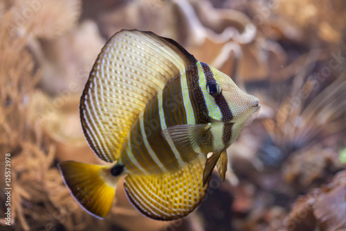 Sailfin tang (Zebrasoma veliferum). photo