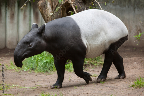 Malayan tapir (Tapirus indicus). photo