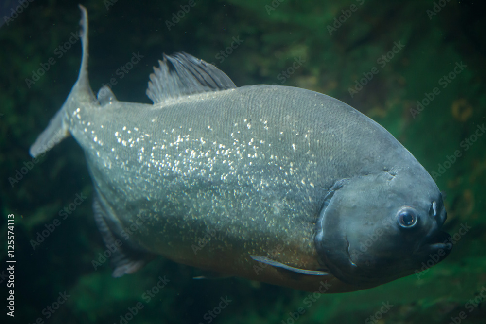 Tambaqui (Colossoma macropomum) Tambaqui (Colossoma macropomum)