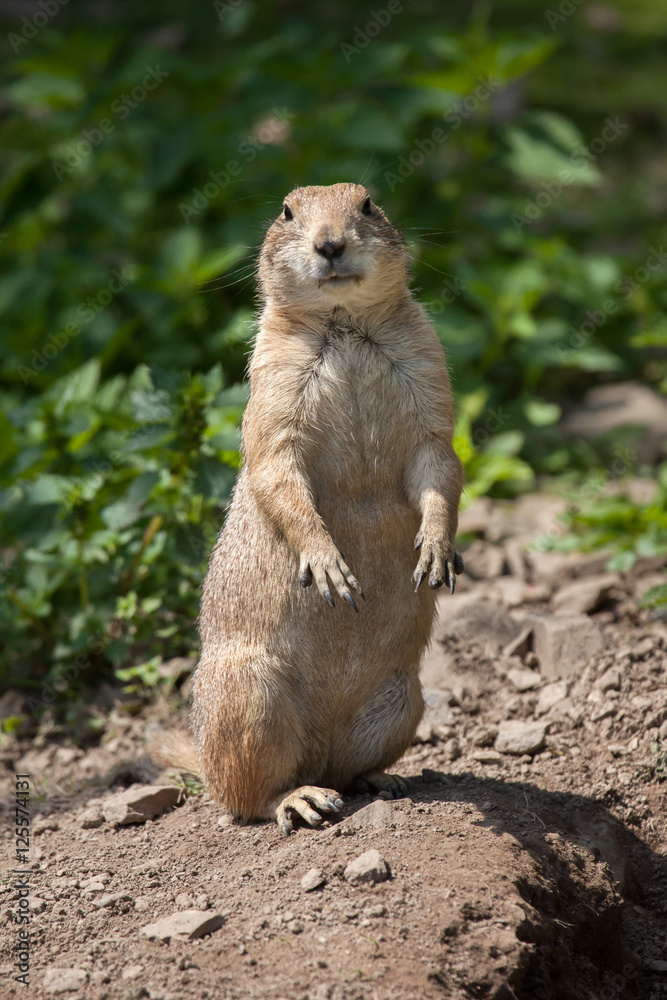 Black-tailed prairie dog (Cynomys ludovicianus). Black-tailed prairie dog (Cynomys ludovicianus).