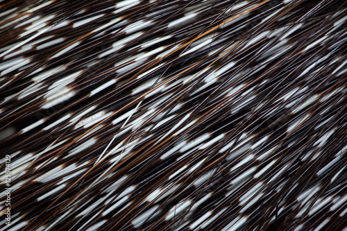 Indian crested porcupine (Hystrix indica). Quills texture.