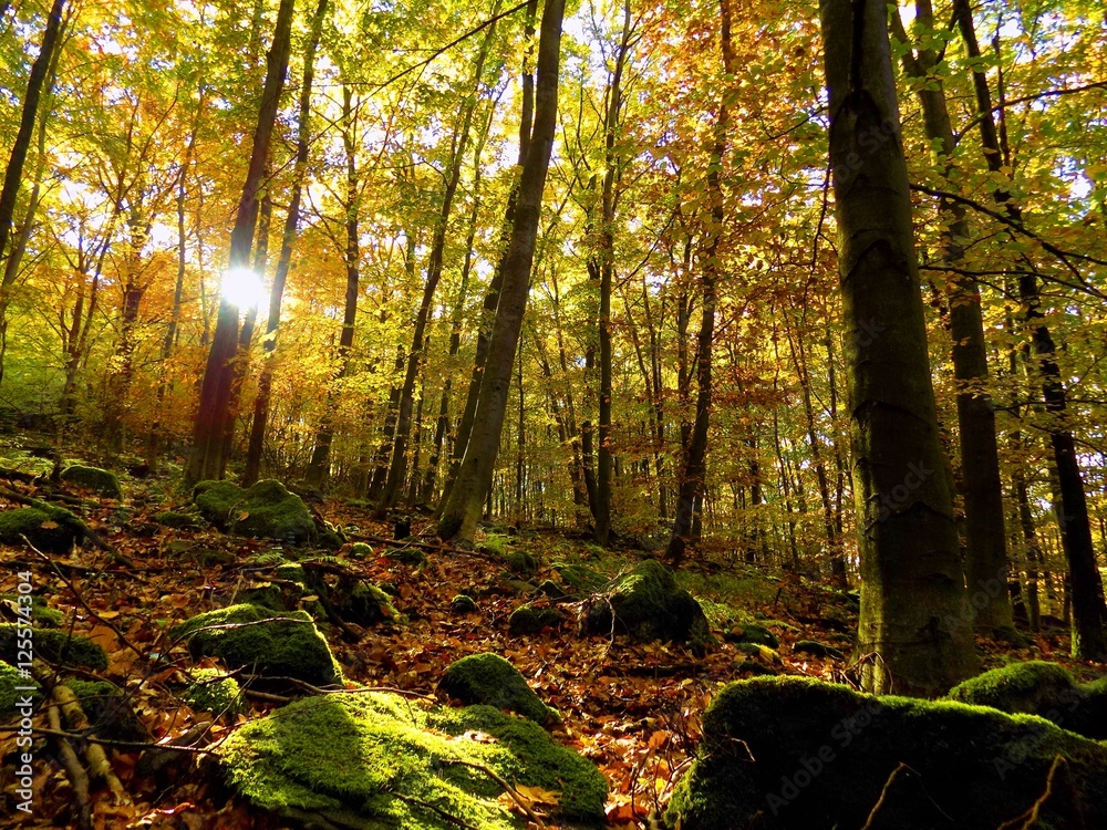 Yellow colorful leaves on deciduous trees in deciduous forest in wild nature during autumn Yellow colorful leaves on deciduous trees in deciduous forest in wild nature during autumn