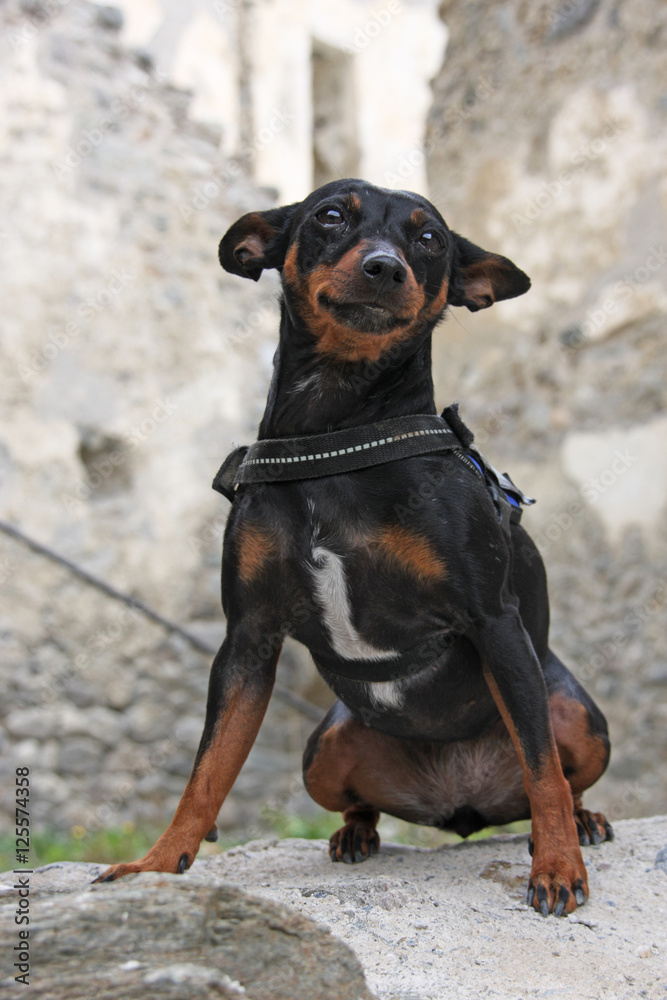 Pinscher mix dog sitting in front of a ruin