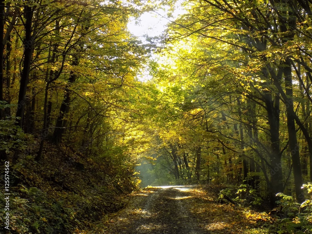 Shining sunbeams through deciduous trees with colorful leaves during autumn and asphalt road