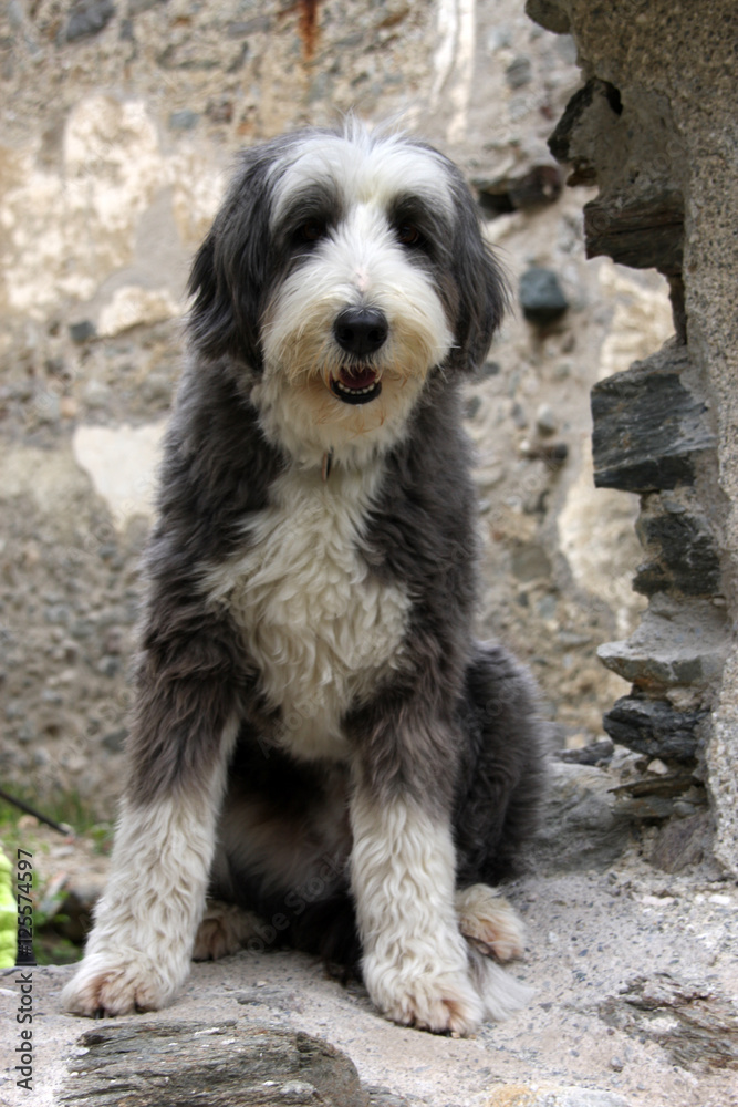 Bearded Collie dog sitting in front of a ruin Bearded Collie dog sitting in front of a ruin