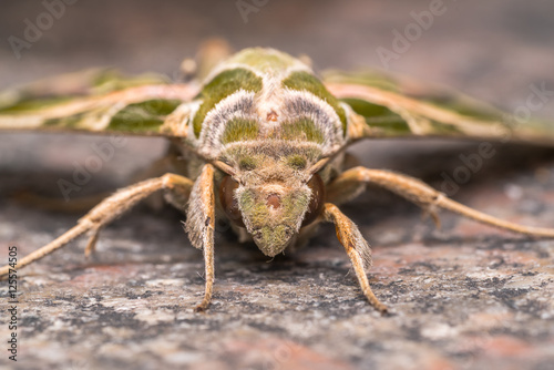 Macro shot of a moth 