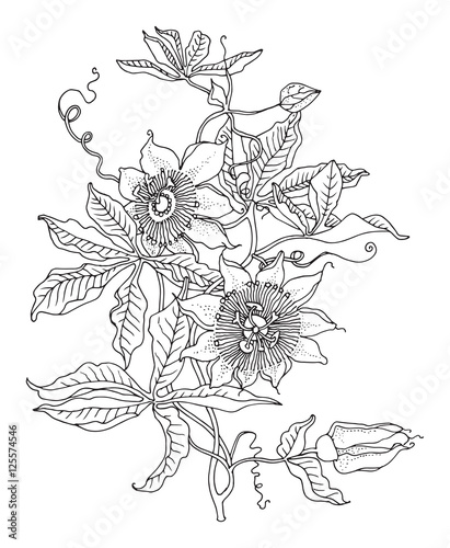 Hand drawn flowers on white background