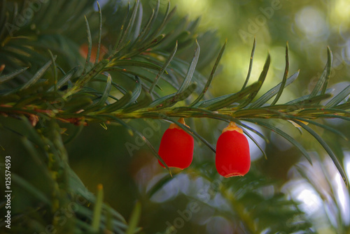tasso (Taxus baccata) ramo con bacche rosse photo
