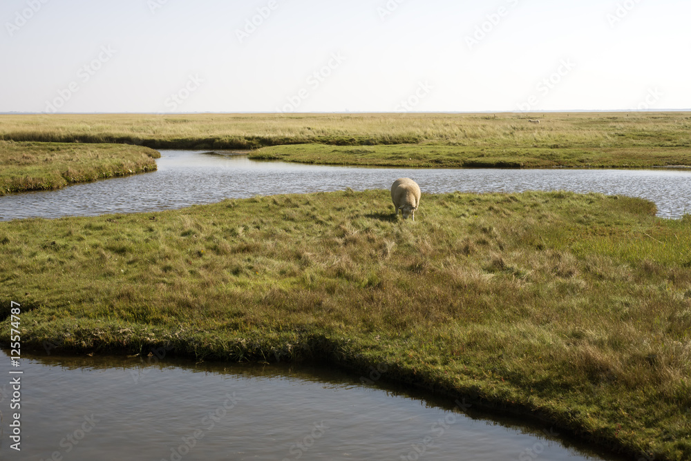 Naklejka premium Sheep on Mando