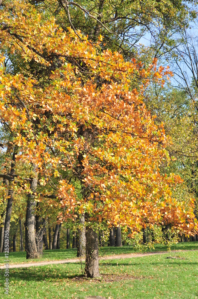 Autumn Park Autumn Park