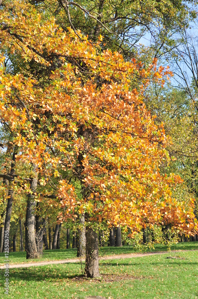 Autumn Park