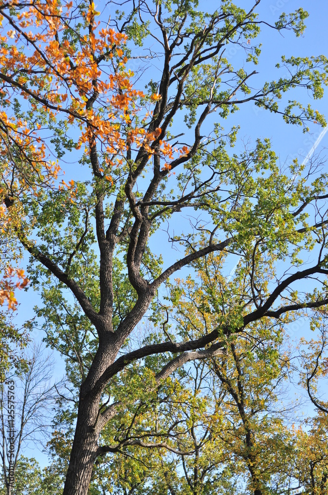 Autumn Park Autumn Park