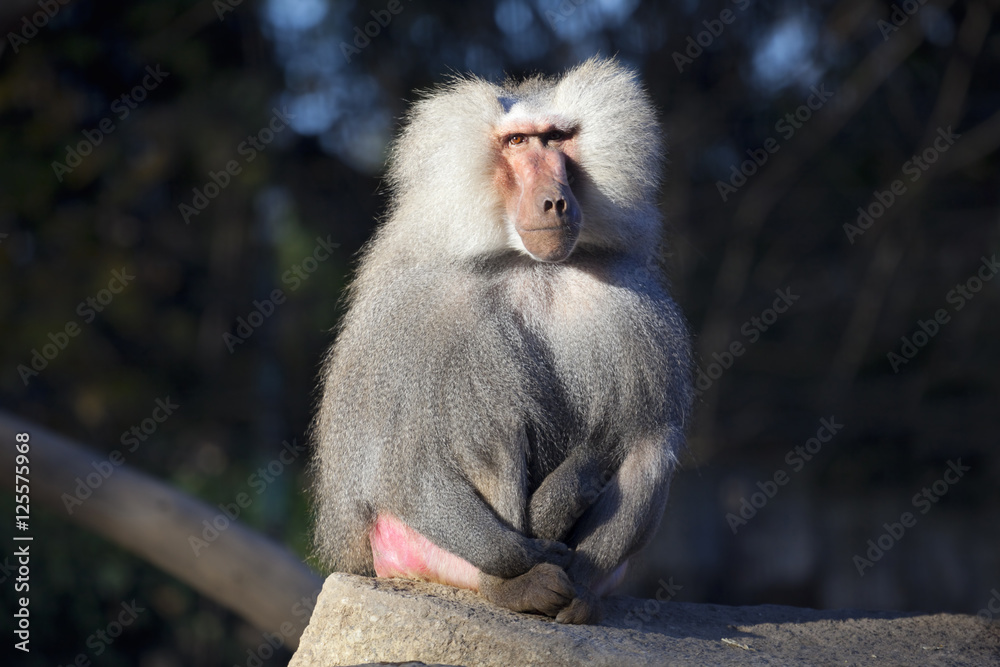 Obraz premium Pavianmännchen beim dösen