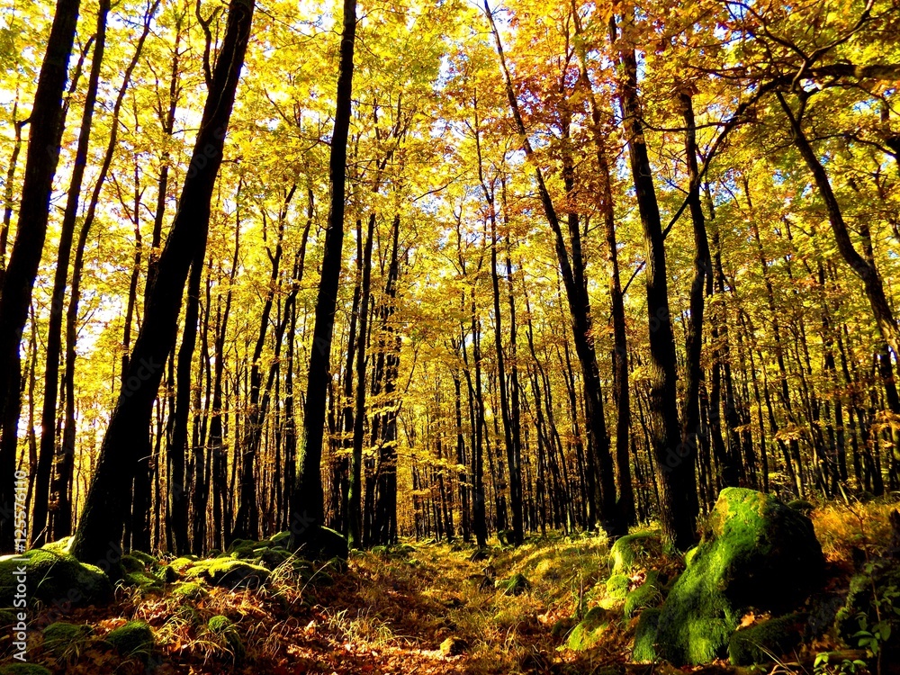 Obraz premium Yellow colorful leaves on deciduous trees in deciduous forest in wild nature during autumn