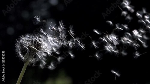 Common Dandelion, taraxacum officinale, seeds from 'clocks' being blown and dispersed by wind, Slow motion