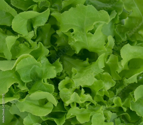 Lettuce salad, fragment. Abstract background.