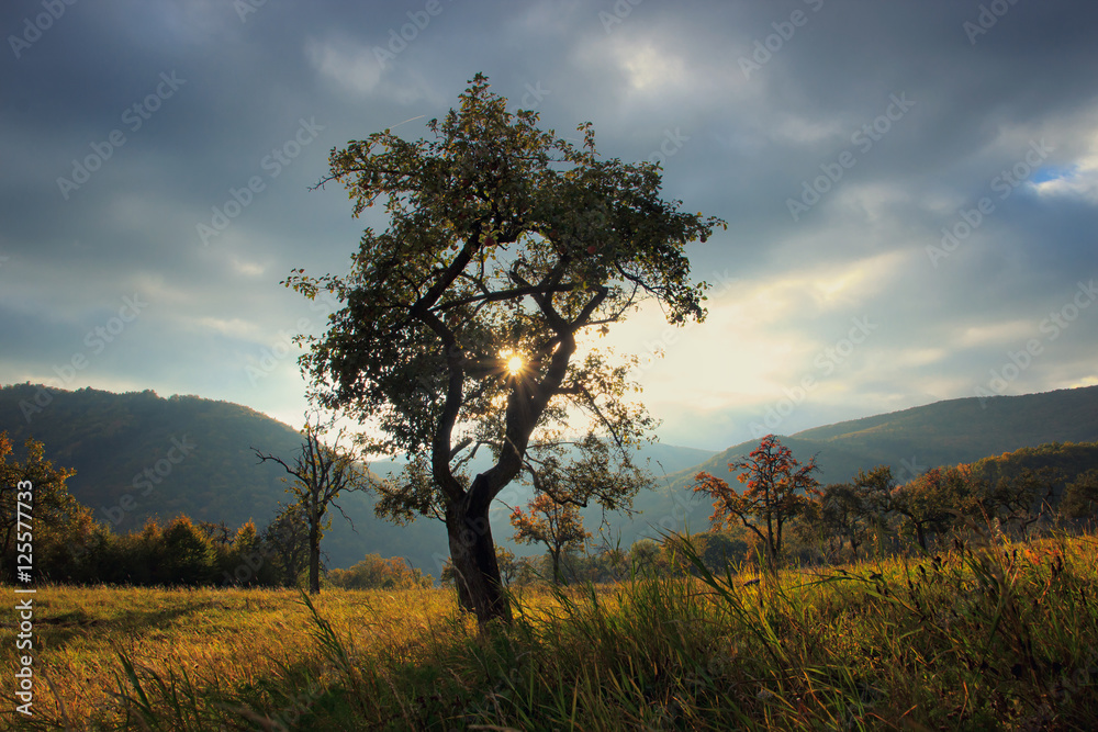 Obraz premium Autumn Tree with Sunrays Coming Through