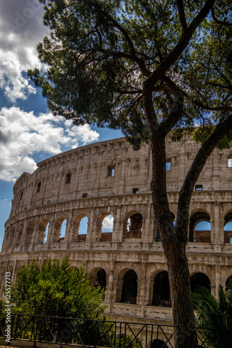 the colosseum behind a tree
