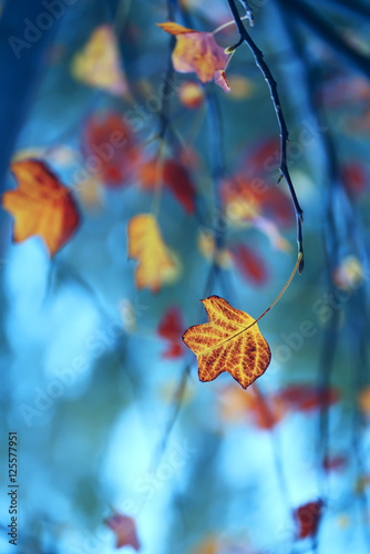 beautiful last autumn leaves and tender branches of sycamore in blue shades. Leaving autumn, gentle mood of autumn.
