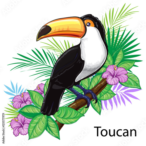 Toucan bird illustration