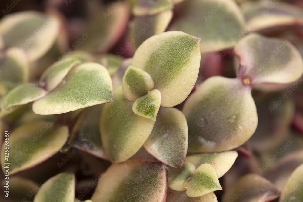 Crassula marginalis fleshy leaves Crassula marginalis fleshy leaves