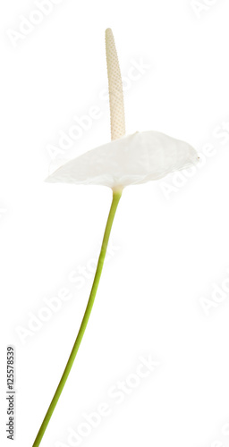 white anthurium flower
