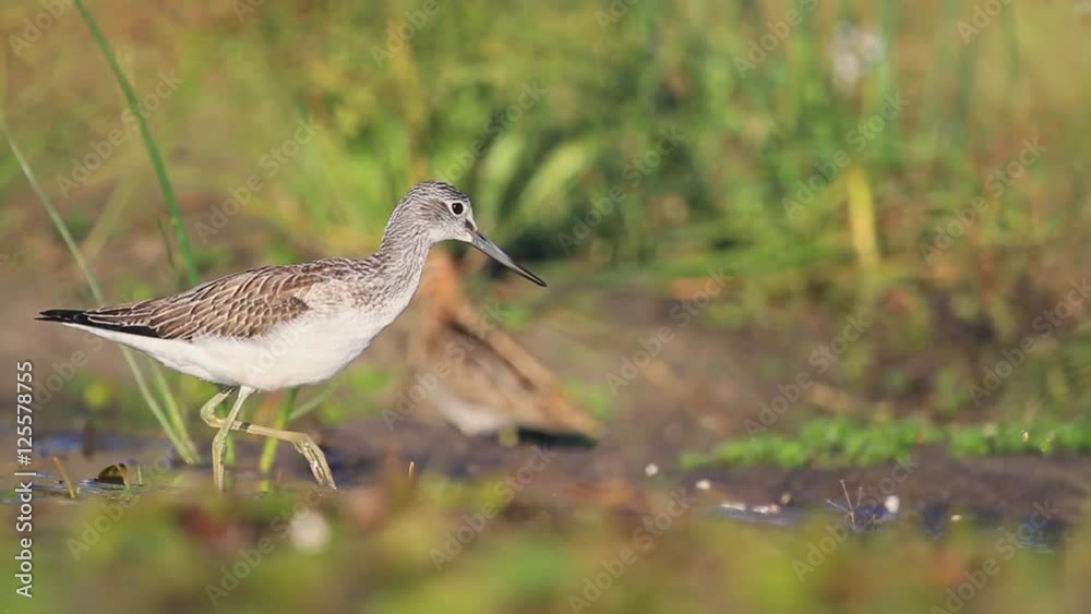 Common greenshank wanders in the morning the water Common greenshank wanders in the morning the water