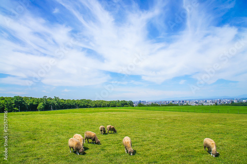 Sheeping grazing in a green grass field with blue cloudy sky in Hakodate, Japan