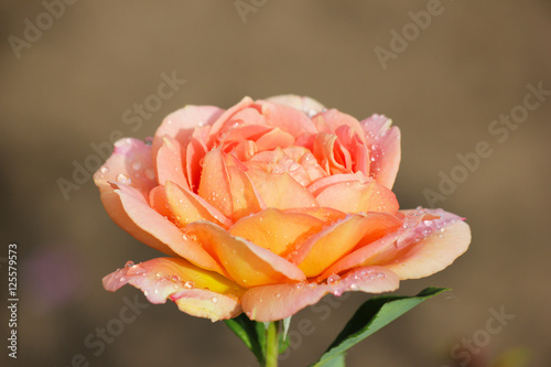Rose in drops of dew. Flower lit by the first rays of the summer sun.