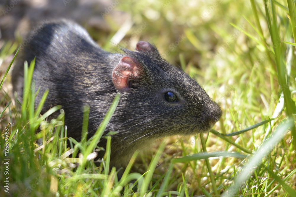 Closeup of wild Guinea pig, Cavia aperea, in grass Closeup of wild Guinea pig, Cavia aperea, in grass