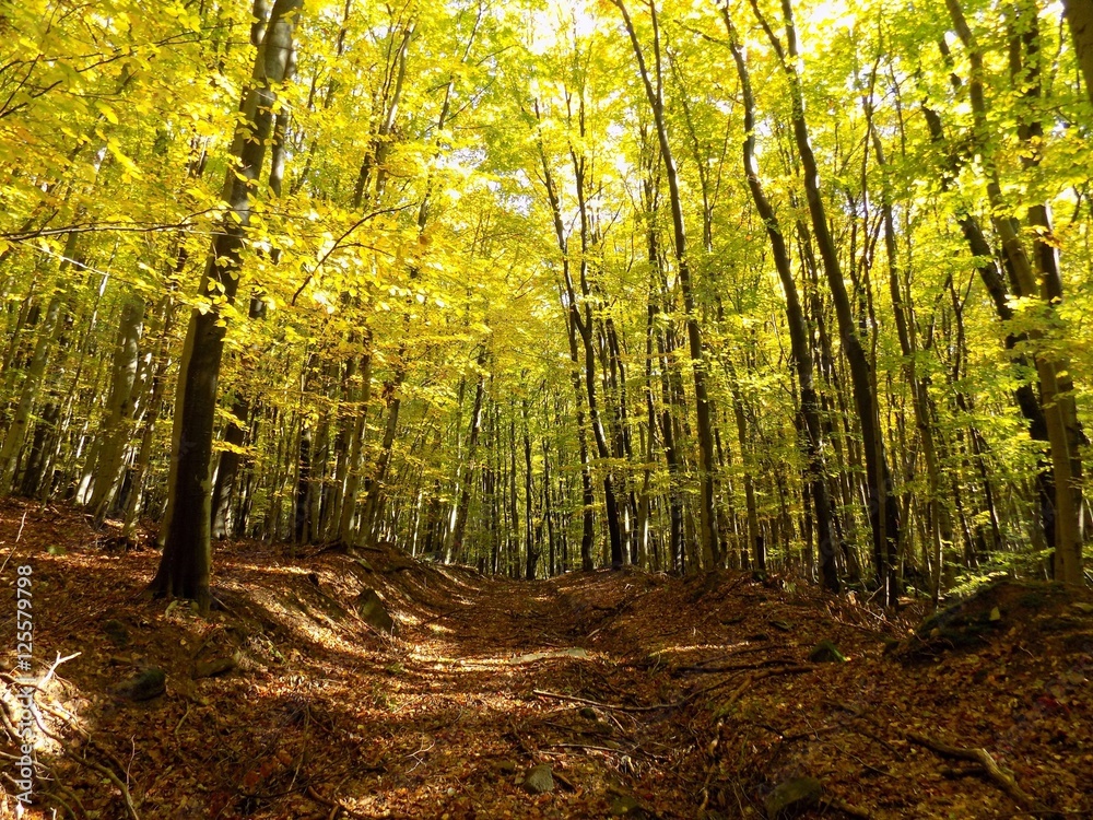 Fototapeta premium Road in deciduous forest during autumn in wild nature, colorful leaves on trees