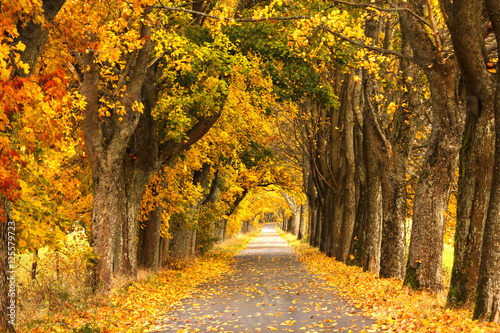 Autumn Road. /Kashubia, Poland 